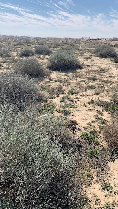 KNPC Center for Development and propagation of Native Plants محمية الوفرة - Kuwait|Al Wafrah|Om Sufag Rd|M459+RFJ