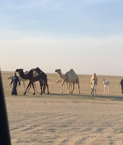 معسكر عريفجان - بيان -