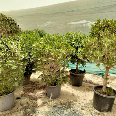 ساميغاردن - حولي - +965 9410 4046