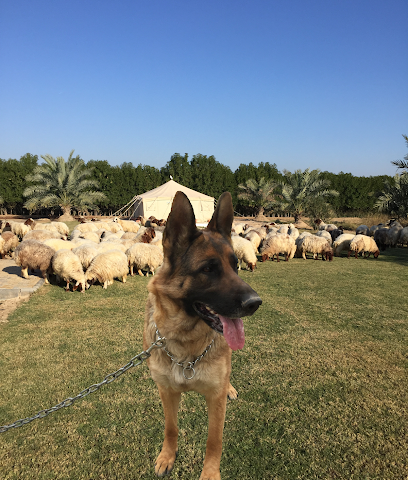 مزرعة الخيول الجياد - مدينة الكويت -
