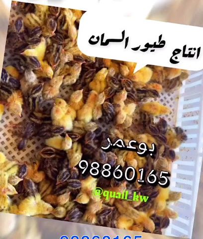 Quail_kw. بيض فري - الفحيحيل -
