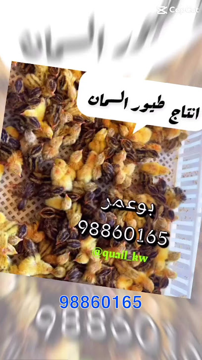 Quail_kw. بيض فري - Kuwait|81 4 St