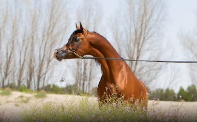 مربط الود للخيل العربية الاصيلة ALWED ARABIANS - مدينة الكويت -