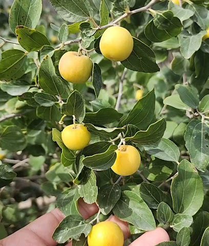 Amthal's Farm - مزرعة أمثال - حولي ، الكويت - +965 9754 0951