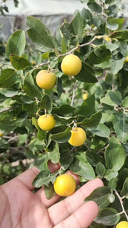 Amthal's Farm - مزرعة أمثال - Kuwait|Abdali