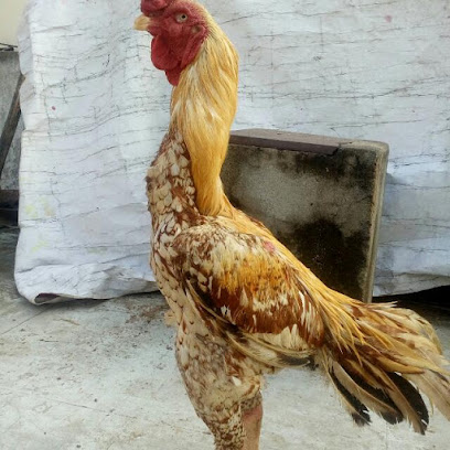 مغسلة اف اند ام - الفحيحيل - +965 9783 2525