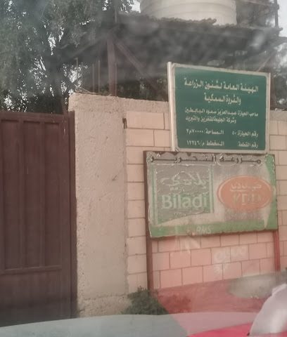 عبد العزيز سعود البابين - حولي -