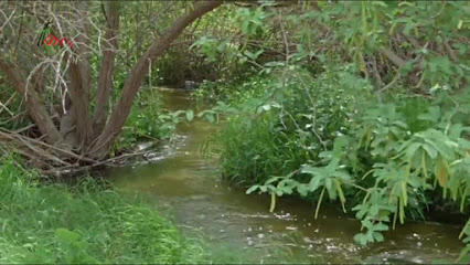 شجرة بلام - السالمية ، -
