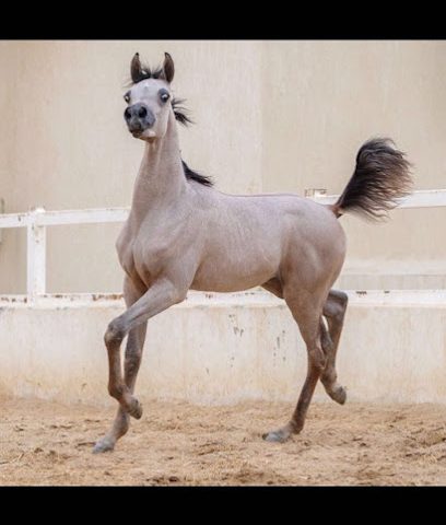 مربط السهيل - السالمية - +965 6628 0580