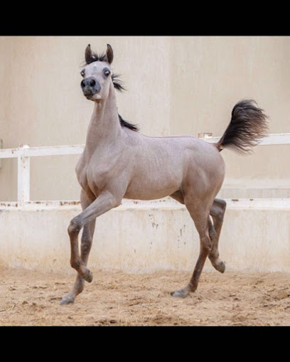 مربط السهيل - Kuwait|Al Wafrah|قطعه 5، الوفرة قسيمة 35