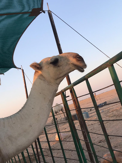 أعمال الصرف الصحي - Kuwait|Kuwait City|5338+6FR