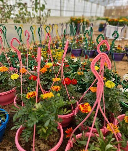 مشتل وفرة الخير - صباح السالم - +965 553 55832