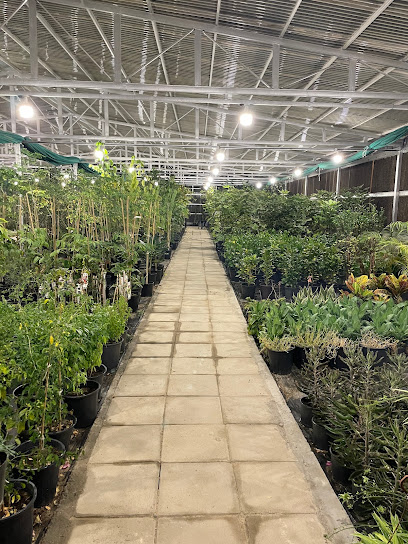 Jananursery مشتل جنى - Kuwait|Al Wafrah|Unnamed Road