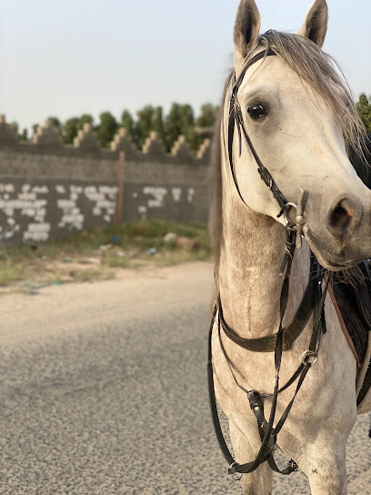 مزرعة عايض مزيد المريخي - Kuwait|Al Wafrah|Unnamed Road