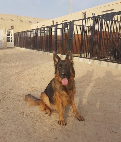 بيت الكلب هيرفاتسكا - صباح السالم - +965 559 66335
