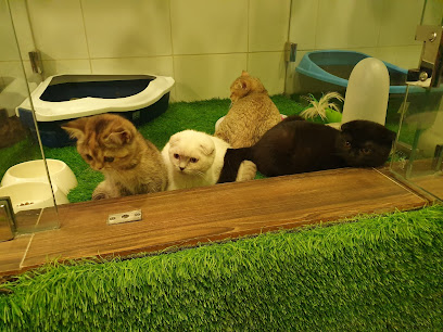 Pet Castle بت كاسل للحيوانات الأليفة و بيع مستلزمات الحيوانات - صباح السالم - +965 9445 2515