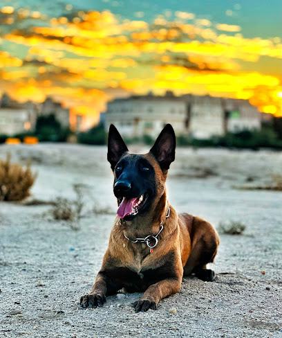 مركز K9 الكويت - Kuwait|Street -31