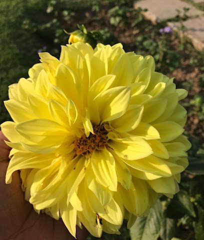 مزرعة رفاعي الدباغ راعي الفحماء الجديدة - راي - +965 6686 1133