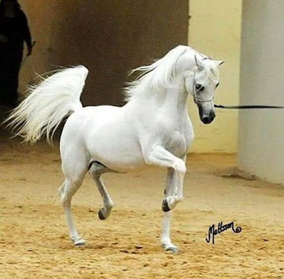 فيوتشر فارما - صباح السالم - +965 501 60938