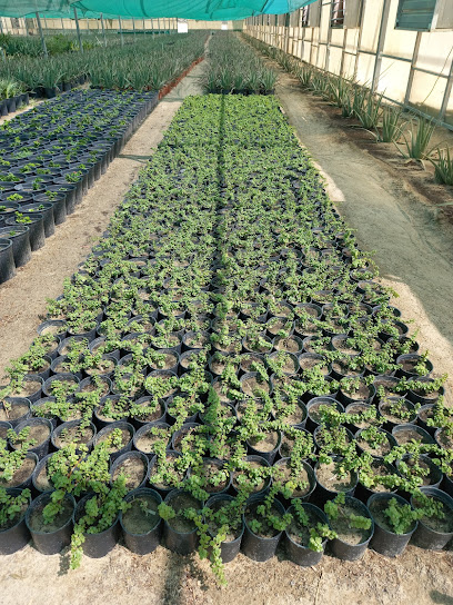 مزرعة القناعي - Kuwait|Al Wafrah|Al Wafra Farms