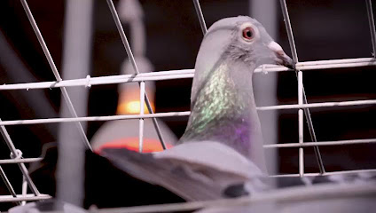 Zajloo birds company - Al Jahra -