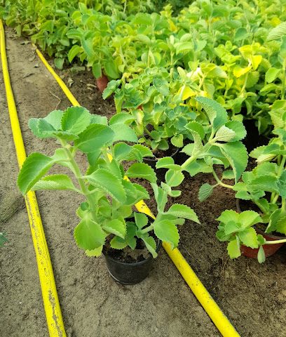 NCC Farm - Hawally -