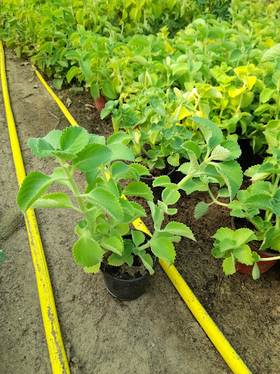 NCC Farm - Kuwait|Al Wafrah