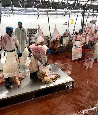 Kuwait's Capital city Slaughterhouse - Al Jahra - +965 1888 822