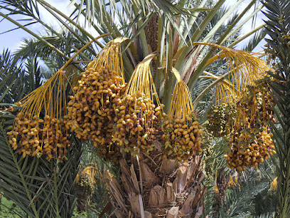 Al-Ruwaished Farm - Hawally -