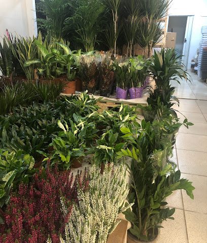 Plant Nursery مشاتل الموينع - Hawally - +965 6681 3408