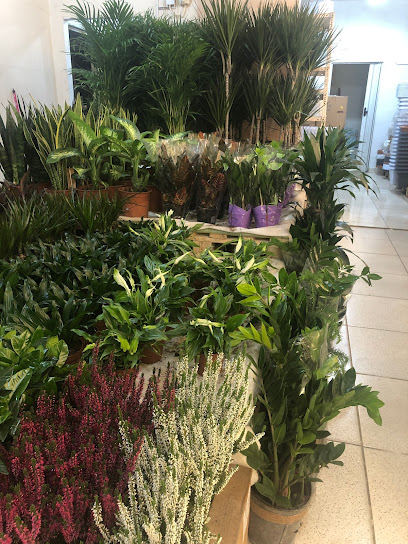 Plant Nursery مشاتل الموينع - Kuwait|Mangaf|34VH+PC3