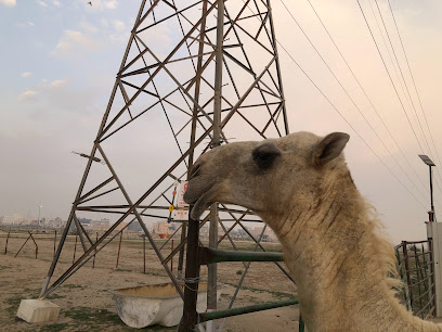 مزرعة خالد المهيلان - Al Jahra - +965 9903 7920