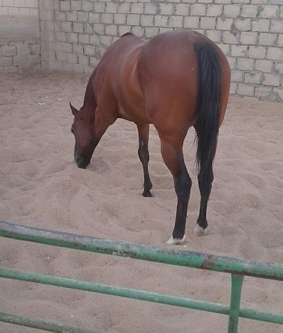 اسطبل استراحة الريم - Kuwait City - +965 500 08957