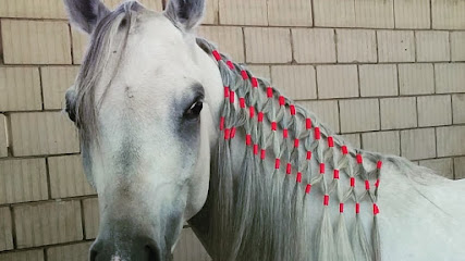 مرج للفروسية MARJ RIDING HORSE - Kuwait City -