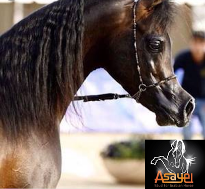 مربط اصايل للخيول العربيه الاصيلة asayel stud for arabian horses - Hawally -