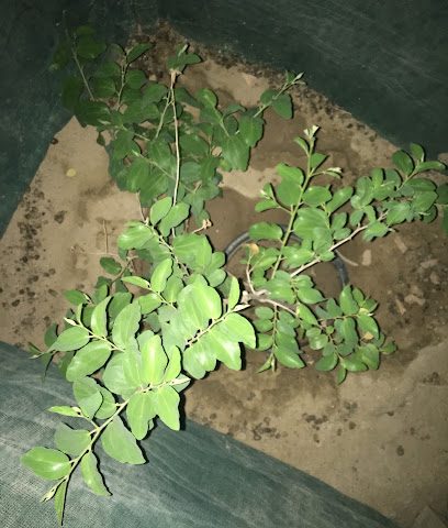 محمد عيد الشنيتير - Al Jahra - +965 9006 1999