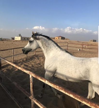 اسطبل ملفي الرجيبان - Kuwait City - +965 550 50834