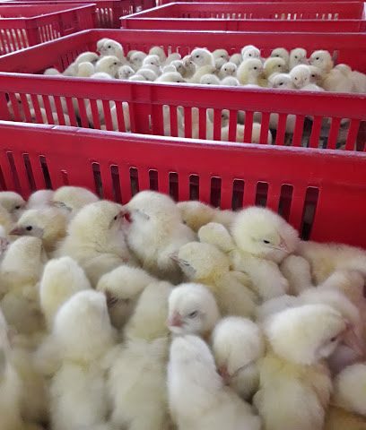 Al Asriya First Poultry Co Hatchery - Al Jahra -