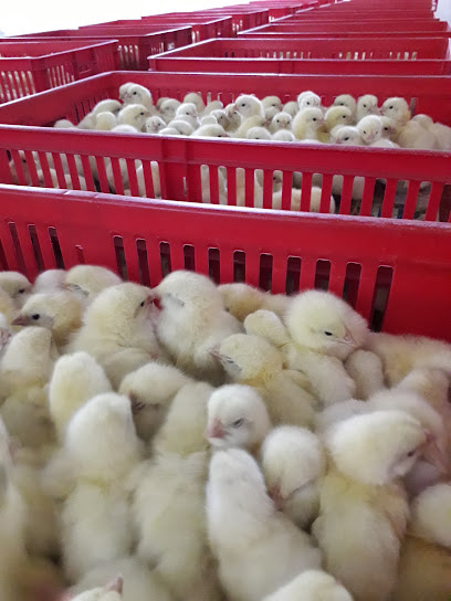 Al Asriya First Poultry Co Hatchery - Kuwait|Al Wafrah|J233+VVG