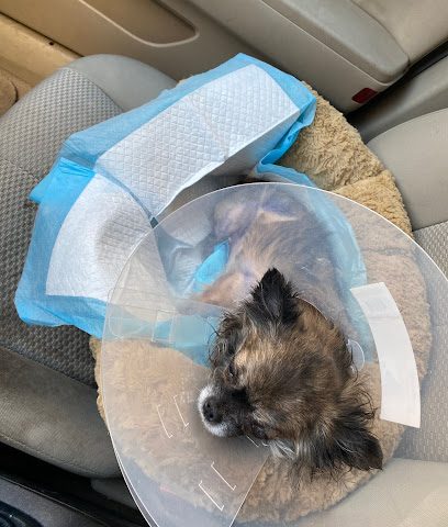 Zoo Care Veterinary Clinic - الوفرة، - +965 9942 6668