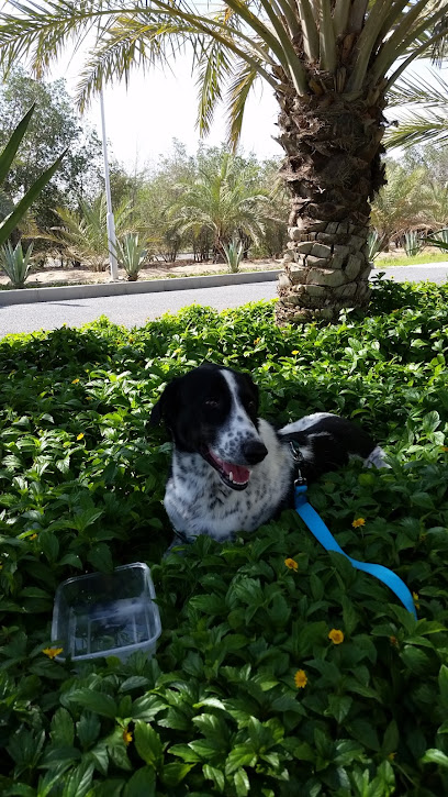 International Veterinary Hospital - Kuwait|61001|Road 306 Toward Wafra Mina Abdullah
