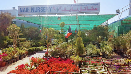 Naif Nursery - مدينة -