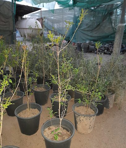 Anowar nursary - مدينة - +965 9414 8566