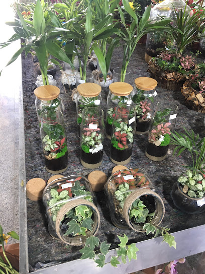 Janayen Nursery - Kuwait|4 St
